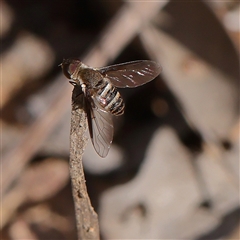 Villa sp. (genus) (Unidentified Villa bee fly) at Aranda, ACT - 30 Dec 2024 by ConBoekel