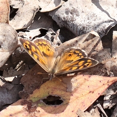 Geitoneura klugii (Marbled Xenica) at Aranda, ACT - 30 Dec 2024 by ConBoekel