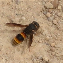 Ceriana (genus) (A wasp mimic hoverfly) at Macnamara, ACT - 9 Jan 2025 by Christine