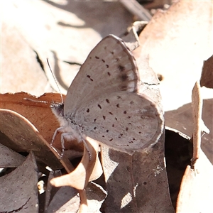 Erina acasta (Blotched Dusky-blue) at Aranda, ACT by ConBoekel