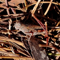 Exarna includens (Red-legged Exarna) at Aranda, ACT - 30 Dec 2024 by ConBoekel