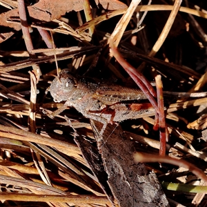 Phaulacridium vittatum at Aranda, ACT by ConBoekel