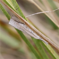 Culladia cuneiferellus at Yarralumla, ACT - 29 Dec 2024 by ConBoekel