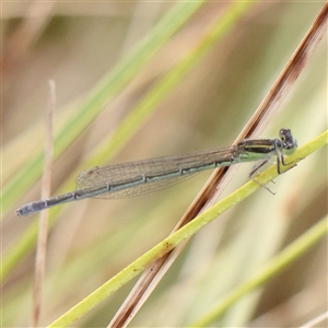 Ischnura aurora (Aurora Bluetail) at Yarralumla, ACT by ConBoekel