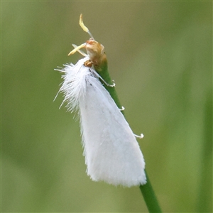 Tipanaea patulella (A Crambid moth) at Yarralumla, ACT by ConBoekel