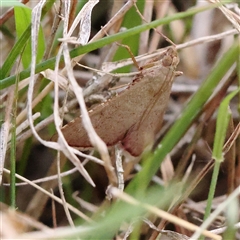 Endotricha pyrosalis (A Pyralid moth (Endotrichinae) at Yarralumla, ACT - 30 Dec 2024 by ConBoekel