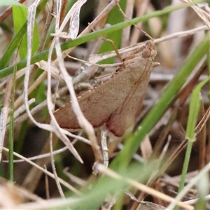 Endotricha pyrosalis (A Pyralid moth) at Yarralumla, ACT by ConBoekel