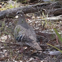 Phaps chalcoptera (Common Bronzewing) at Bruce, ACT - 30 Dec 2024 by ConBoekel