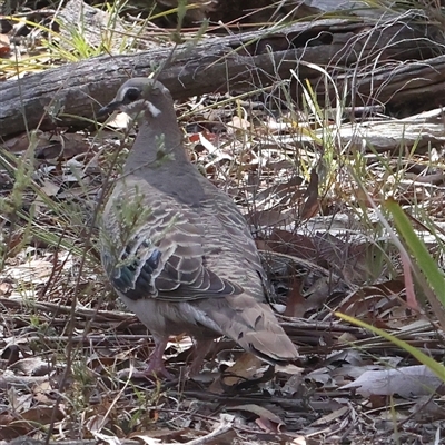 Phaps chalcoptera (Common Bronzewing) at Bruce, ACT - 30 Dec 2024 by ConBoekel