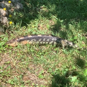 Tiliqua nigrolutea at Corrowong, NSW - 12 Jan 2025 11:10 AM