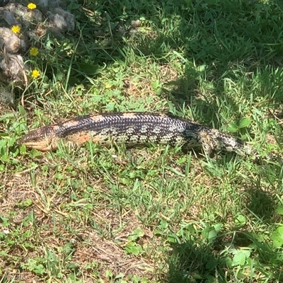 Tiliqua nigrolutea (Blotched Blue-tongue) at Corrowong, NSW - 12 Jan 2025 by BlackFlat