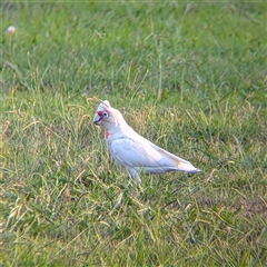 Cacatua tenuirostris (Long-billed Corella) at North Albury, NSW - 13 Jan 2025 by Darcy