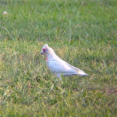 Cacatua tenuirostris (Long-billed Corella) at North Albury, NSW - 13 Jan 2025 by Darcy