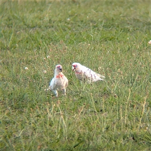 Cacatua tenuirostris at North Albury, NSW - suppressed