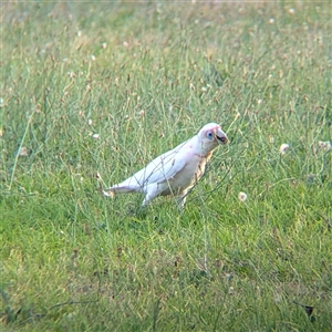 Cacatua tenuirostris at North Albury, NSW - suppressed