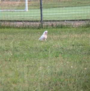 Cacatua tenuirostris at North Albury, NSW - suppressed