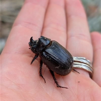 Dasygnathus sp. (genus) (Rhinoceros beetle) at Watson, ACT - 12 Jan 2025 by mainsprite