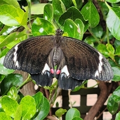 Papilio aegeus (Orchard Swallowtail, Large Citrus Butterfly) at Queanbeyan East, NSW - 11 Jan 2025 by NathanaelC