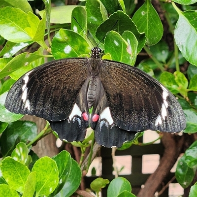 Papilio aegeus (Orchard Swallowtail, Large Citrus Butterfly) at Queanbeyan East, NSW - 11 Jan 2025 by NathanaelC