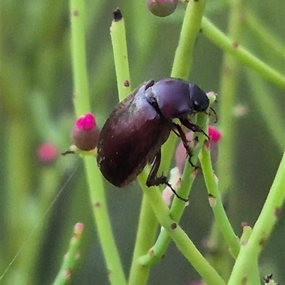 Heteronyx sp. (genus) (Scarab beetle) at Bungendore, NSW by clarehoneydove