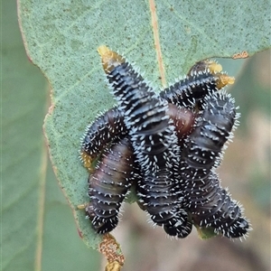 Perginae sp. (subfamily) (Unidentified pergine sawfly) at Bungendore, NSW by clarehoneydove