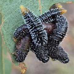 Perginae sp. (subfamily) at Bungendore, NSW - suppressed