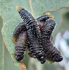 Perginae sp. (subfamily) at Bungendore, NSW - suppressed