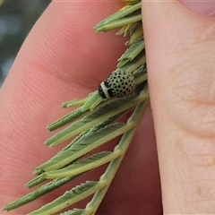 Dicranosterna immaculata (Acacia leaf beetle) at Bungendore, NSW - 13 Jan 2025 by clarehoneydove