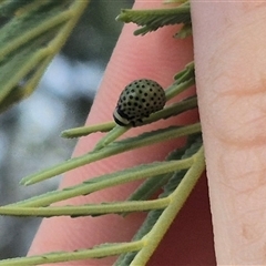 Dicranosterna immaculata at Bungendore, NSW - suppressed