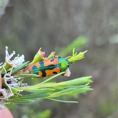 Castiarina scalaris (Scalaris jewel beetle) at Bungendore, NSW - 13 Jan 2025 by clarehoneydove