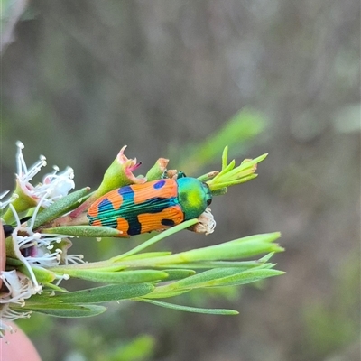 Castiarina scalaris (Scalaris jewel beetle) at Bungendore, NSW - 13 Jan 2025 by clarehoneydove