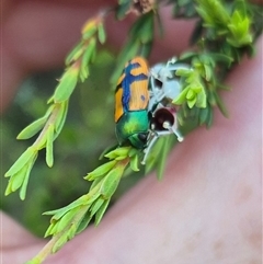 Castiarina scalaris at Bungendore, NSW - 13 Jan 2025