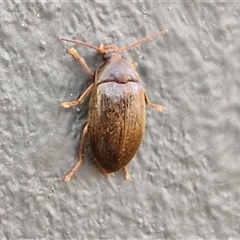 Unidentified Beetle (Coleoptera) at Lyneham, ACT - 13 Jan 2025 by trevorpreston