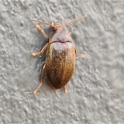 Nocar depressiusculus (Comb-clawed beetle) at Lyneham, ACT - 14 Jan 2025 by trevorpreston