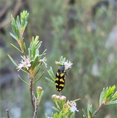 Castiarina octospilota (A Jewel Beetle) at Bungendore, NSW - 13 Jan 2025 by clarehoneydove