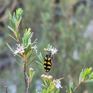 Castiarina octospilota at Bungendore, NSW - suppressed