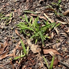 Commelina cyanea at Woorim, QLD - 13 Jan 2025 by lbradley