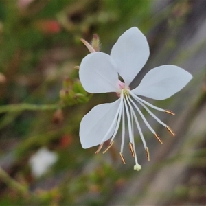 Oenothera lindheimeri at Goulburn, NSW - 14 Jan 2025