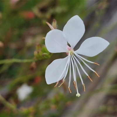 Oenothera lindheimeri at Goulburn, NSW - 13 Jan 2025 by trevorpreston