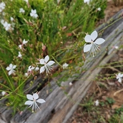 Oenothera lindheimeri at Goulburn, NSW - 14 Jan 2025