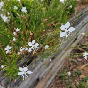 Oenothera lindheimeri at Goulburn, NSW - 14 Jan 2025