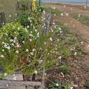 Oenothera lindheimeri at Goulburn, NSW - 14 Jan 2025