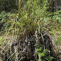 Lomandra longifolia at Woorim, QLD - 13 Jan 2025 by lbradley