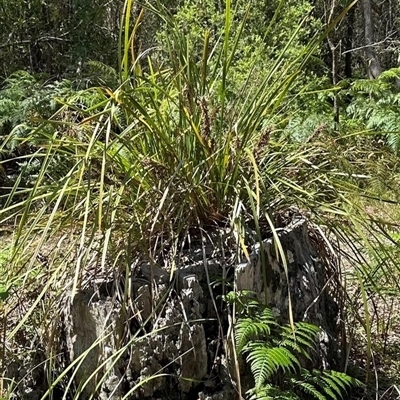 Lomandra longifolia (Spiny-headed Mat-rush, Honey Reed) at Woorim, QLD - 13 Jan 2025 by lbradley