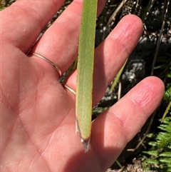 Lomandra longifolia at Woorim, QLD - 13 Jan 2025 02:52 PM