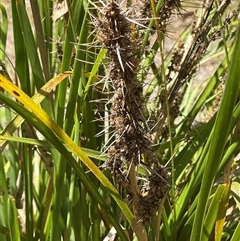 Lomandra longifolia at Woorim, QLD - 13 Jan 2025 02:52 PM