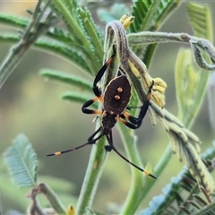 Mictis profana (Crusader Bug) at Bungendore, NSW - 13 Jan 2025 by clarehoneydove