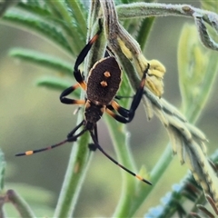 Mictis profana at Bungendore, NSW - 13 Jan 2025