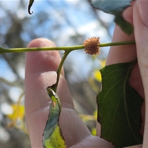 Paropsis atomaria (Eucalyptus leaf beetle) at Palerang, NSW by clarehoneydove