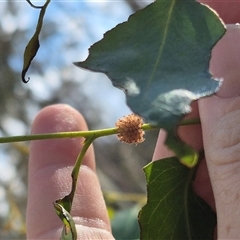 Paropsis atomaria at suppressed - 12 Jan 2025